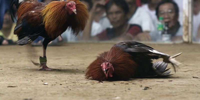 Trực tiếp đá gà C2 Thomo khung giờ vàng buổi tối